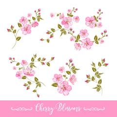 Set of sakura flowers elements. Collection of spring flowers on a white background. Vector illustration bundle.