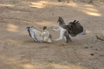 Combat entre Aigle martial et Aigle ravisseur