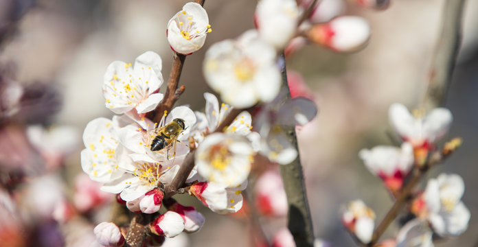 single bee on the flowering apricot branch
