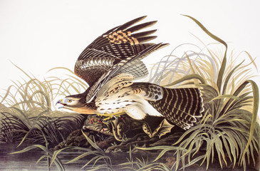 Fototapeta na wymiar Falco peregrinus / Faucon pèlerin