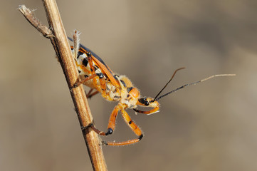 Closeup of the nature of Israel -  bug on a branch