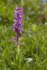 Orchis mascula / orchis mâle