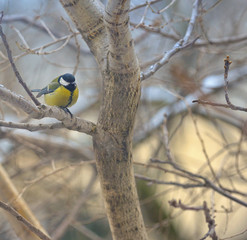 great tit on tree brunch