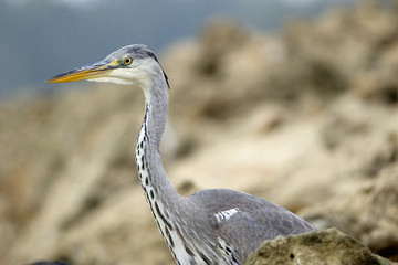 Ardea cinerea / Héron cendré