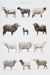 Illustration / Races ovines