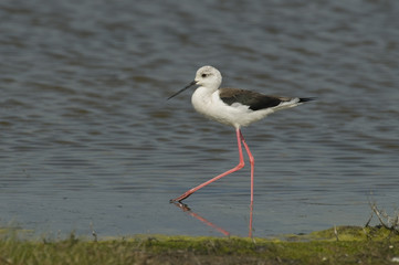 Himantopus himantopus / Echasse blanche