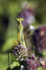 Mantis religiosa / Mante religieuse