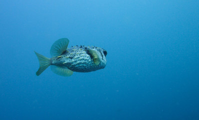 Pufferfish swimming alone in ocean © Ben R