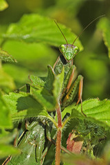 Mantis religiosa / Mante religieuse