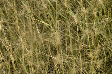 Hordeum jubatum / Orge à crinière