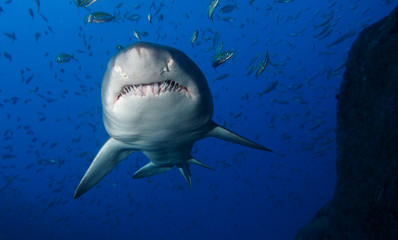 Large shark swimming overhead showing underbelly and teeth
