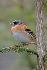 Fringilla montifringilla / Pinson du nord