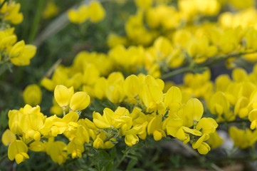 Cytisus ardoinoi / Cytise d'Ardoino