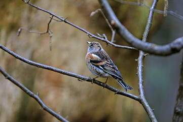 Fringilla montifringilla / Pinson du nord