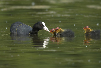 Fulica atra / Foulque macroule
