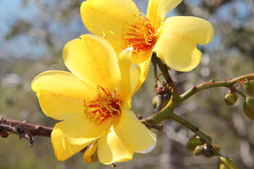Fototapeta na wymiar blossom yellow