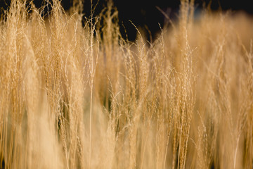 Golden grass bush in day light