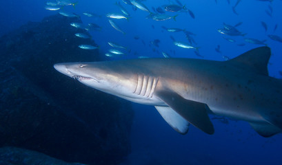 Sleek shark swimming up close