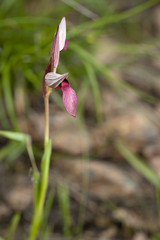Serapias strictiflora