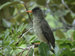 Hypsipetes crassirostris / Bulbul des Seychelles