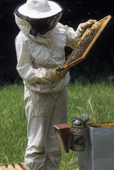 Apiculture / Surveillance des cadres de ruche