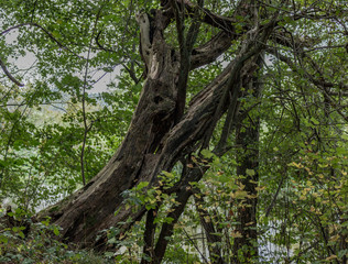 beim Waldspaziergang entdeckt