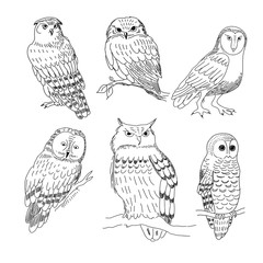 Set of images of owls painted in a realistic style - 136673060