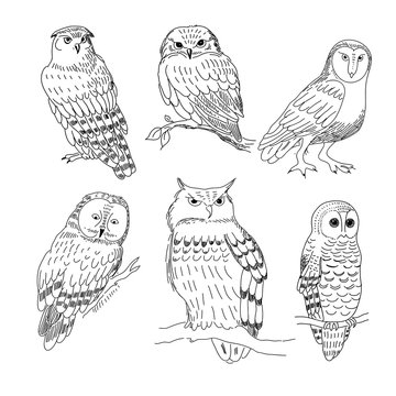 Set of images of owls painted in a realistic style