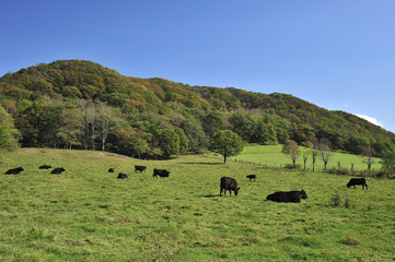 肉牛の放牧