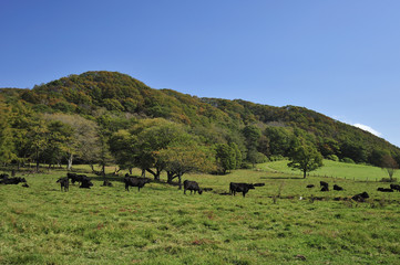 肉牛の放牧