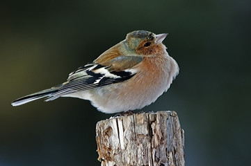 Fringilla coelebs / Pinson des arbres