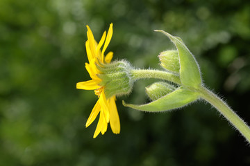 Arnica montana / Arnica des montagnes / Panacée des chutes