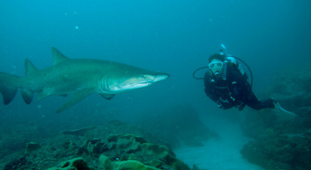 Scuba diver swimming close to shark
