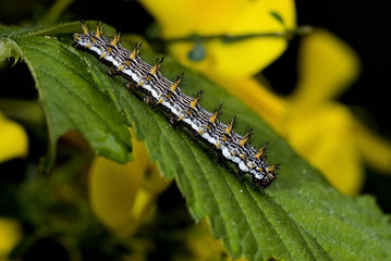 Brenthis daphne / Nacré de la ronce