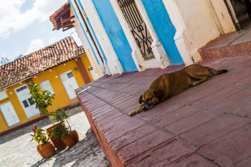 Sleeping dog in Sancti Spíritus