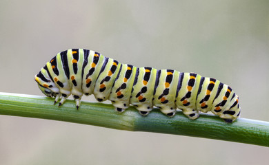 Papilio machaon
