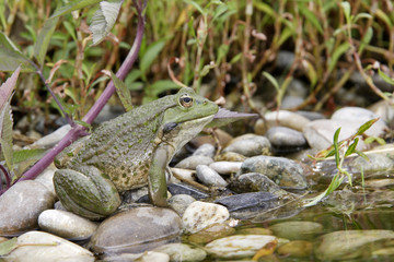 Rana esculenta / Grenouille verte