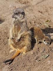 Erdmännchen