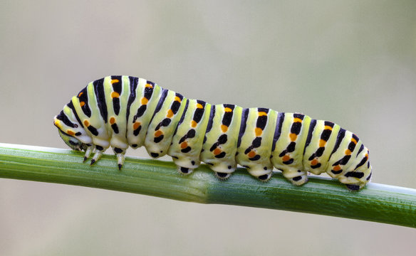 Papilio machaon