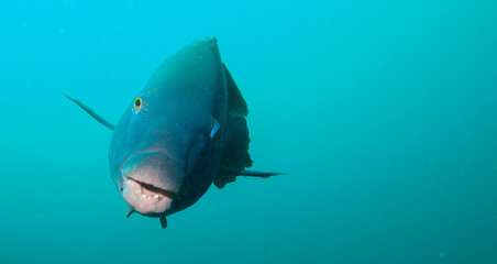 Giant blue grouper swimming towards camera