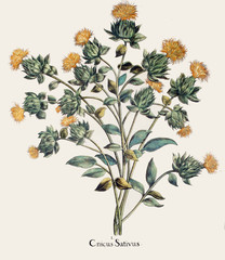 Illustration botanique / Carthamus tinctorius / Carthame des teinturiers