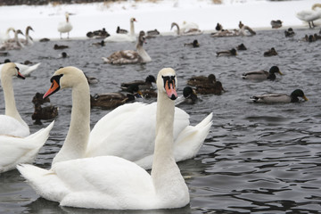 swans in the pond in winter