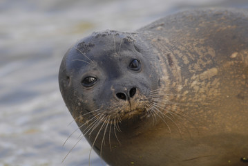 Phoca vitulina vitulina / Phoque veau marin de l'Atlantique