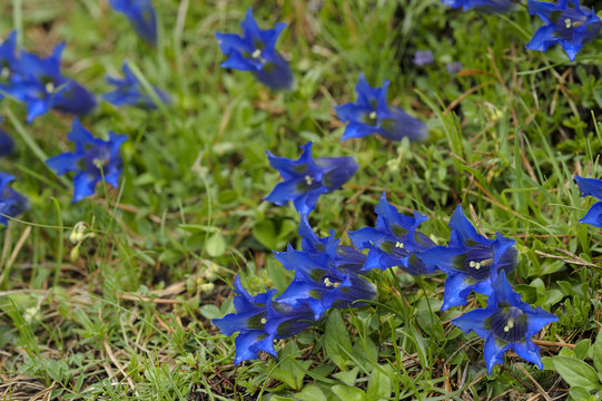 Ligustica Images Browse 39 Stock Photos, Vectors, and Video Adobe Stock