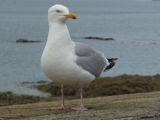 Obraz premium mouettes