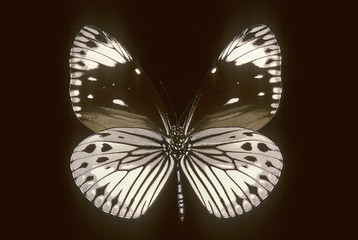 Euploea tobleri
