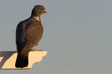 Common woodpigeon. Columba palumbus