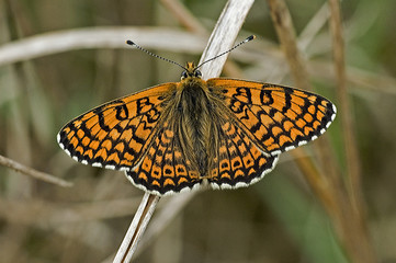 Melitaea cinxia / Damier