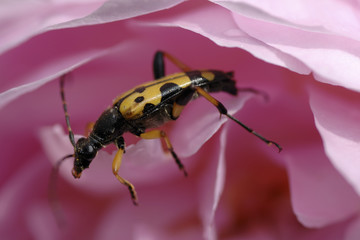 Rutpela maculata/ Lepture tachetée