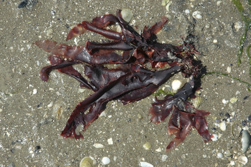 Calliblepharis ciliata / Algue rouge